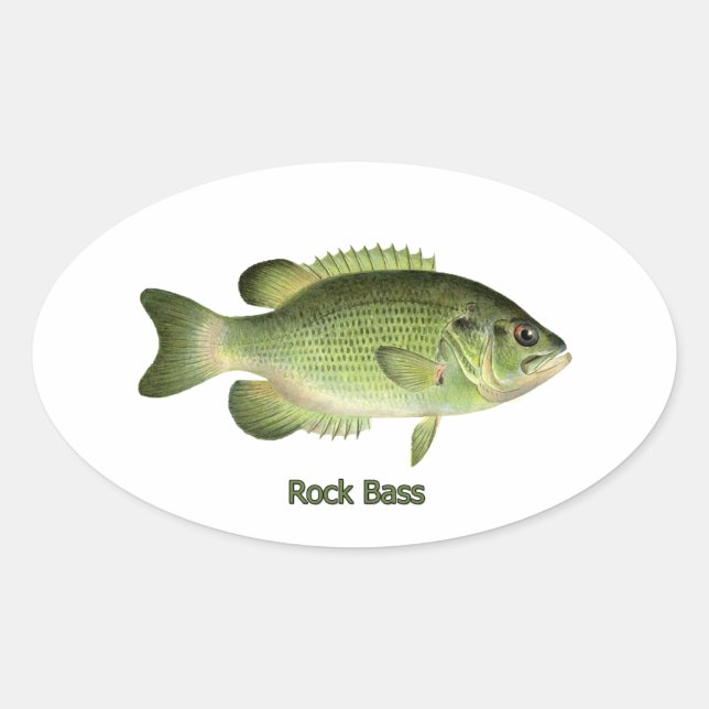 Rock Bass - Redeye Oval Sticker (Front)