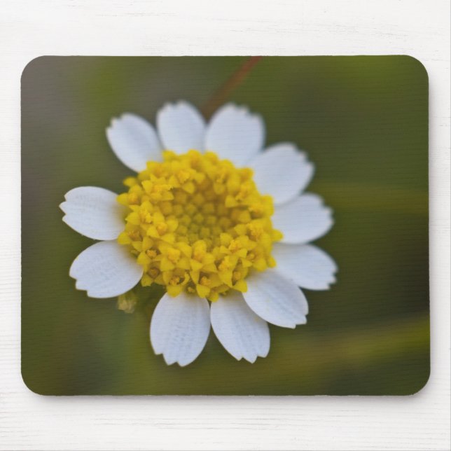 Rock Daisy Mousepad (Front)