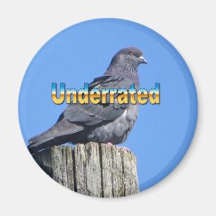 Rock Dove Pigeon magnet