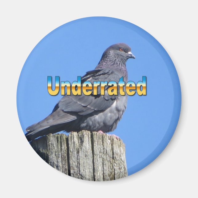 Rock Dove Pigeon magnet (Front)