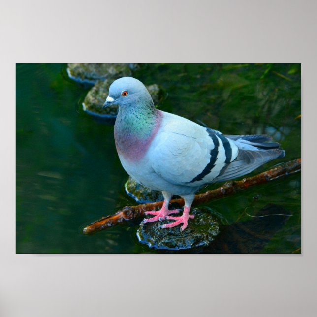 Rock Dove Poster (Front)