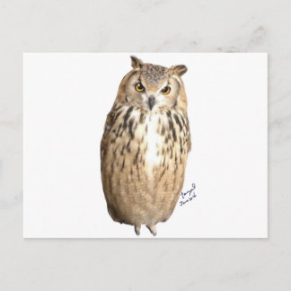 Rock eagle owl postcard