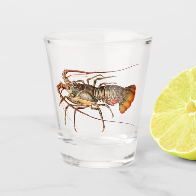 Rock Lobster - Panulirus Regis Shot Glass (Front)