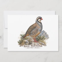 Rock Partridge ,Alectoris Graeca Hunting Birds