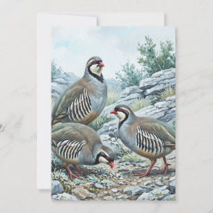 Rock Partridge ,Alectoris Graeca Hunting Birds Invitation