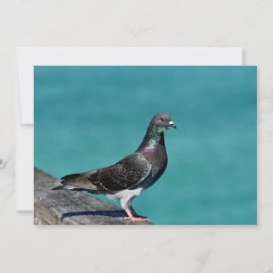 Rock Pigeon Card