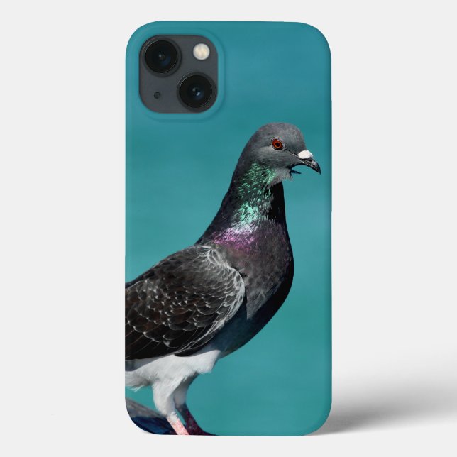 Rock Pigeon iPhone Cases (Back)