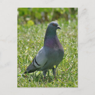 Rock Pigeon Photo Postcard