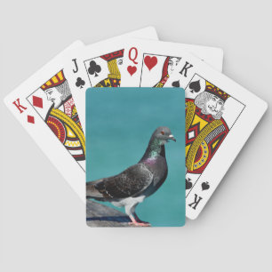 Rock Pigeon Playing Cards