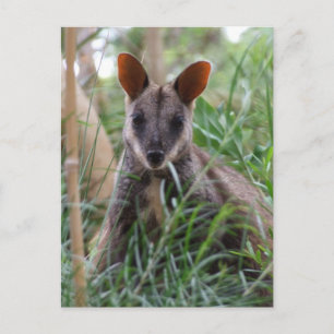 Rock Wallaby postcards