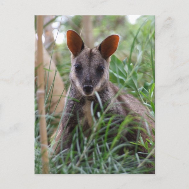 Rock Wallaby postcards (Front)