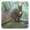 Rock Wallaby Sticker
