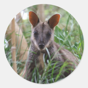 Rock Wallaby Stickers