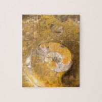 Rock with Fossilised Ammonite & Other Fossils