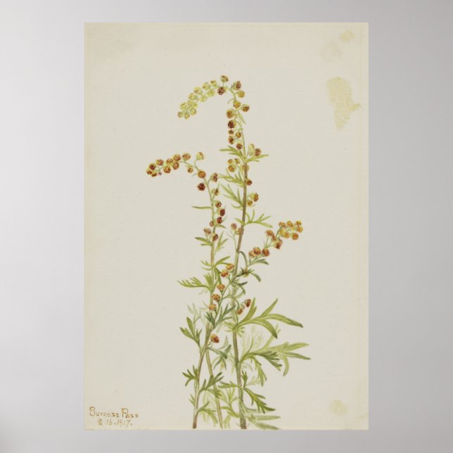 Rock Wormwood (Artemisia discolour) Poster (Front)