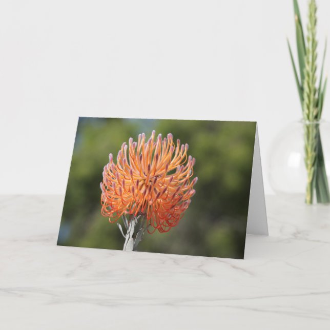 Rocket pincushion protea card (Front)