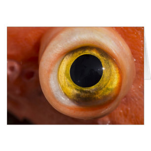 Rockfish Eye
