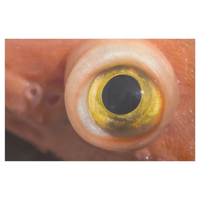 Rockfish Eye Fabric (Yard)