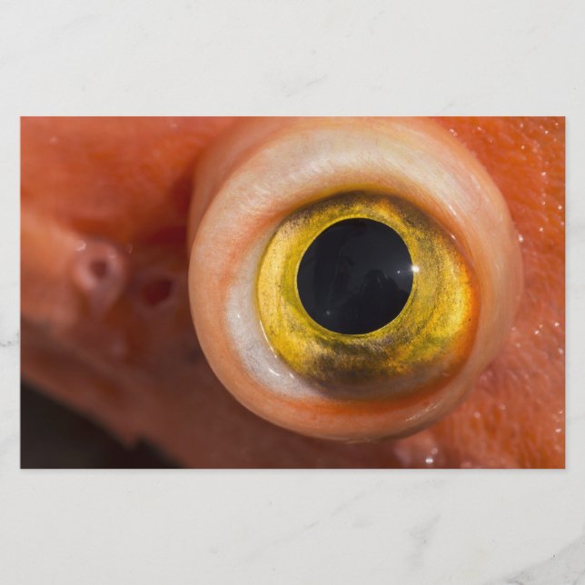 Rockfish Eye Stationery (Front)
