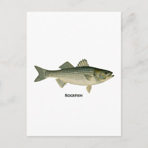 Rockfish Logo Postcard