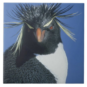 Rockhopper Penguin (Eudyptes chrysocome) Ceramic Tile