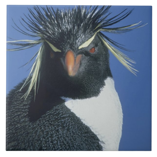 Rockhopper Penguin (Eudyptes chrysocome) Ceramic Tile (Front)