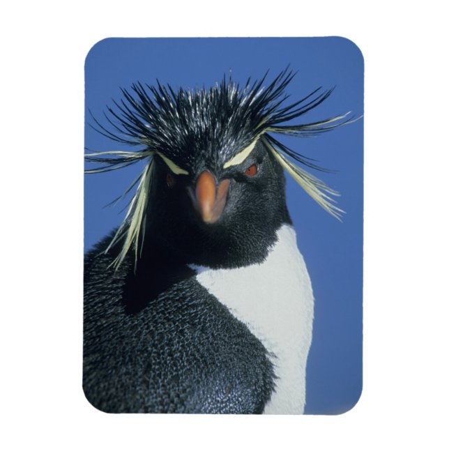 Rockhopper Penguin (Eudyptes chrysocome) Magnet (Vertical)