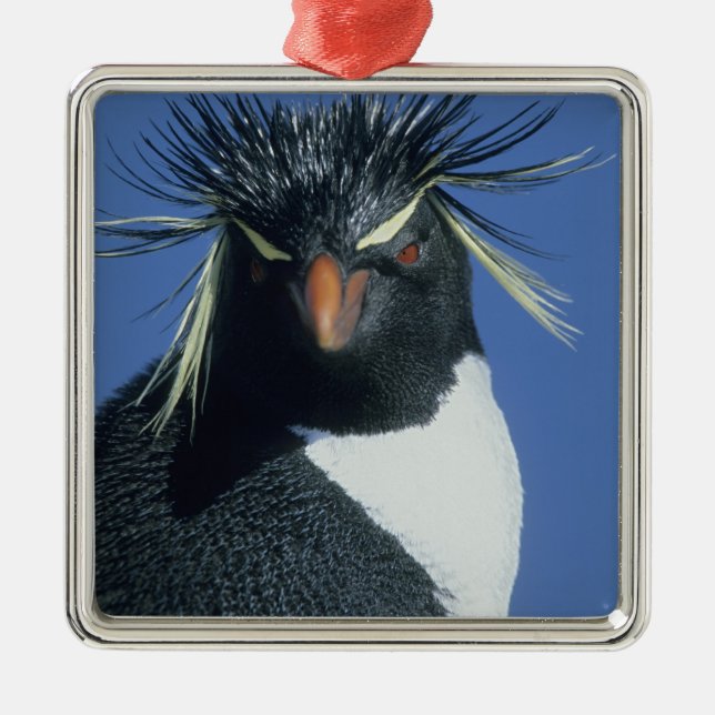 Rockhopper Penguin (Eudyptes chrysocome) Metal Ornament (Front)