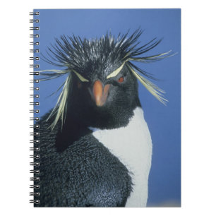 Rockhopper Penguin (Eudyptes chrysocome) Notebook