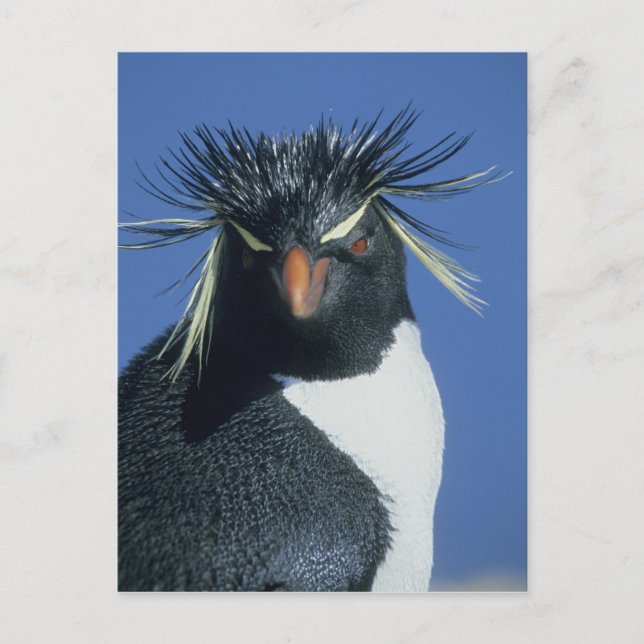 Rockhopper Penguin (Eudyptes chrysocome) Postcard (Front)
