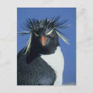 Rockhopper Penguin (Eudyptes chrysocome) Postcard