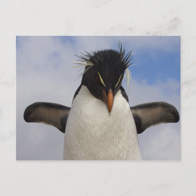 Rockhopper Penguin Eudyptes chrysocome Postcard (Front)