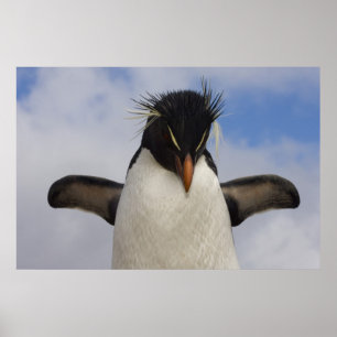 Rockhopper Penguin Eudyptes chrysocome Poster