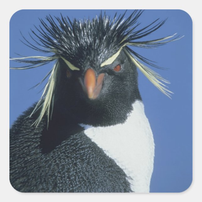 Rockhopper Penguin (Eudyptes chrysocome) Square Sticker (Front)