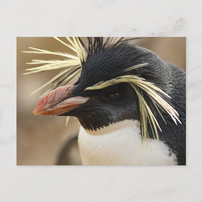 Rockhopper Penguin  Postcard (Front)