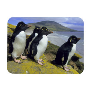 Rockhopper Penguins, (Eudyptes chrysocome), Magnet