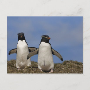 Rockhopper Penguins Eudyptes chrysocome Postcard