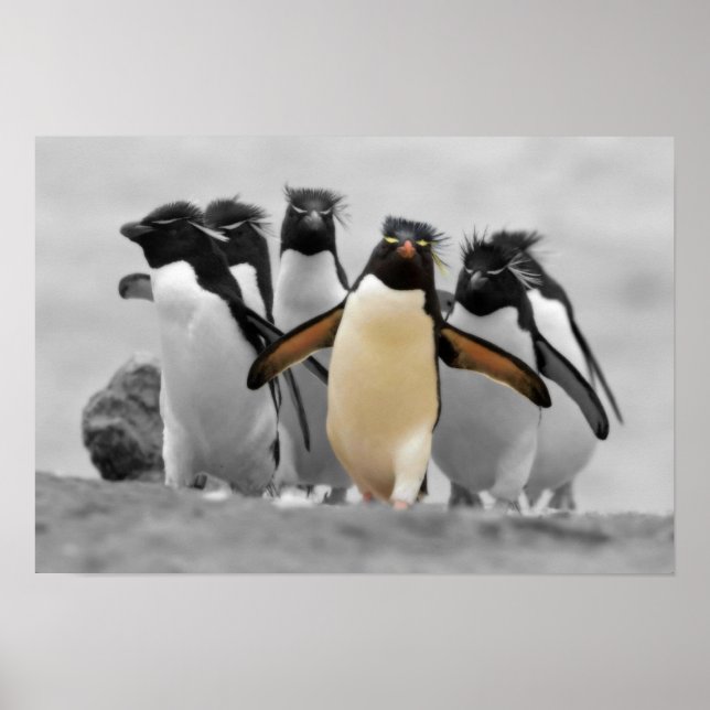 Rockhopper Penguins Poster (Front)
