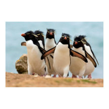 Rockhopper Penguins Poster from 8.99
