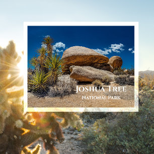 Rocks, Plants, Sand, Joshua Tree National Park, CA Postcard