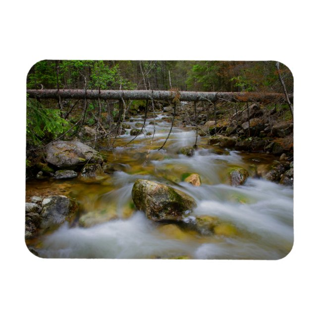 Rocky forest creek rectangular magnet (Horizontal)