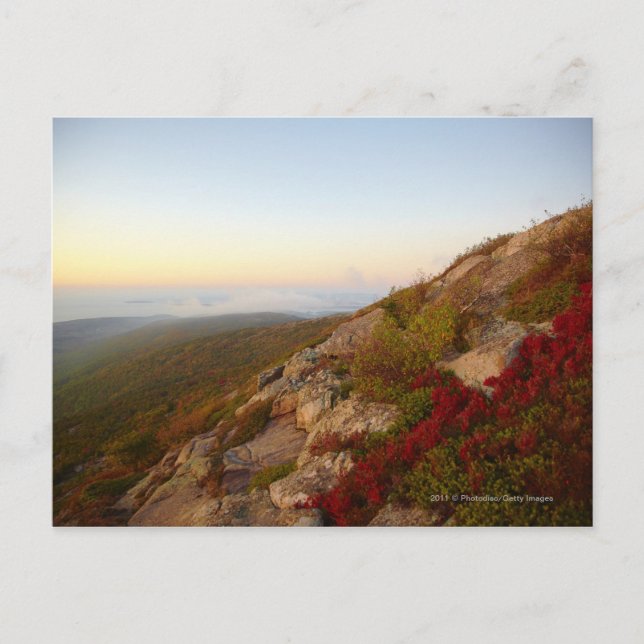 Rocky Hillside, Red Flowers, Acadia National Park Postcard (Front)