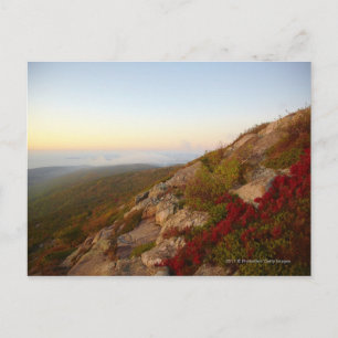 Rocky Hillside, Red Flowers, Acadia National Park Postcard