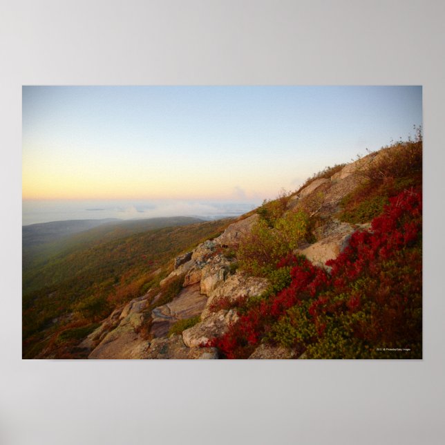 Rocky Hillside, Red Flowers, Acadia National Park Poster (Front)