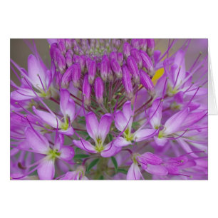 Rocky Mountain Bee Plant