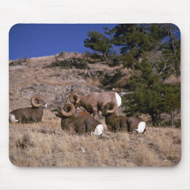 Rocky mountain bighorn sheep (band of bachelor ram mouse pad (Front)