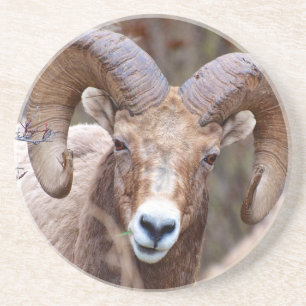 Rocky Mountain Bighorn Sheep Coaster