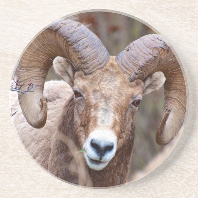 Rocky Mountain Bighorn Sheep Coaster (Front)