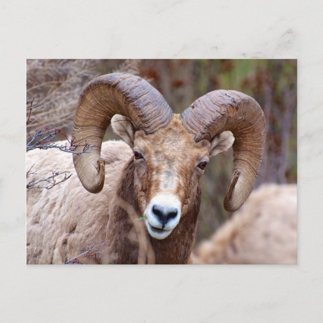 Rocky Mountain Bighorn Sheep Postcard (Front)