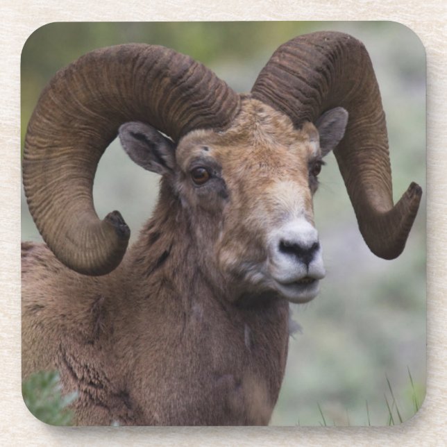 Rocky Mountain Bighorn Sheep Ram Coaster (Front)